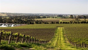 Institutional grade vineyard on offer in the Barossa Valley