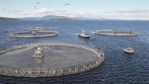 Climate change driving fish producers to new technology