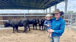Parker's plan to breed high performing poll Wagyu