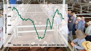 Cattle prices turn on rain; May outlook strong but it's a see-saw no one can trust