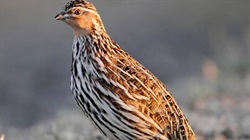 Full quail season will open in Victoria from Saturday