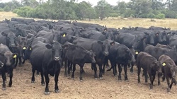 Wagyu cattle deliver outstanding results for the Meron family