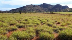 Authorities weigh the cost of declaring buffel grass a weed