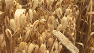 Grains industry news in brief