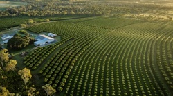 Coles, Woolworths aligned orchard with almost 9000 trees for sale