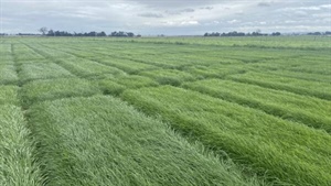 Upgraded Forage Value Index includes quality rating for perennial ryegrass