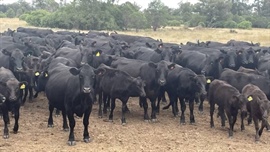Wagyu cattle deliver outstanding results for the Meron family