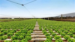 Large scale Yalara delivers supermarkets-focused hydroponic farming