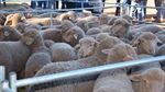 Tighter yardings expected to drive up lamb demand