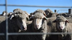Labor risking marginal WA seats with live sheep export ban, according to leading pollster