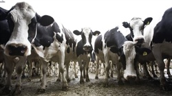 Western Australian dairy industry finds resilience in domestic market strength