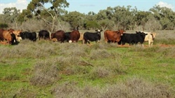 Versatile exclusion fenced South West grazing opportunity