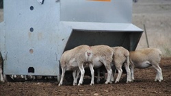 Brazil sheepmeat access doesn't make up for live sheep ban: industry