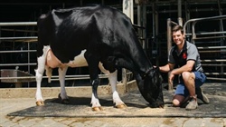 Top Australian Holstein bull retired after siring more than 4500 daughters