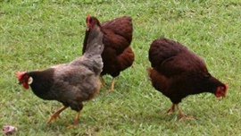 Backyard chickens in latest Canberra bird flu detection