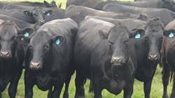 Beef from dairy carcase traits stack up; and then there's the carbon story