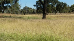 On the market: Very safe breeding country for 800 cows and calves | Video