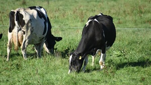 New PastureSmarts tool aims to help dairy farmers lift profitability