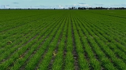 Farming country offered with an excellent crop of well advanced barley