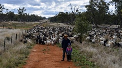 Goat sustainability questioned but steady future ahead