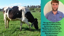 Australian research looks at ideal first calving age for Holstein heifers