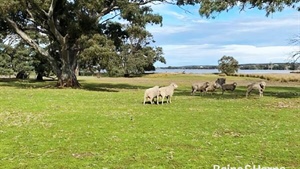 'Drought proof' farm on offer near Port Lincoln