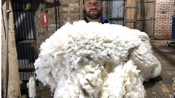 Grower chases new way to promote wool's sustainability credentials