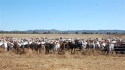 Quality breeding, fattening country offered with 7000 branded cattle