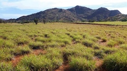 Australia's buffel grass debate heats up | friend or foe?