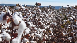 Cotton industry hits back at TV report's 'attack' on NT cotton