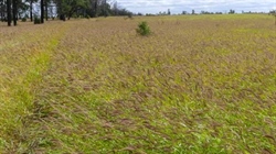 Buffel grass factory makes impressive $1290/acre at red hot auction