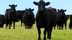 NZ market reopens to cattle embryos from Australian seedstock producers