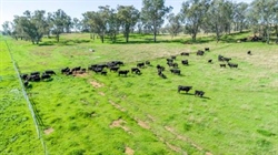 Lucella offers outstanding grazing country with excellent water | Video