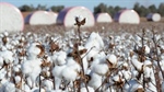 Olam snaps up more Namoi Cotton shares and regains board's takeover tick