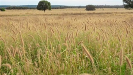 Fully developed Central Queensland softwood scrub country for $3213/acre