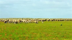 Looking for a cheap farm with lots of dirt to play with? This could be it