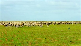 Looking for a cheap farm with lots of dirt to play with? This could be it