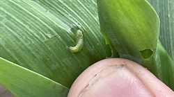 Be prepared for Fall armyworm