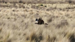 Applause for wind farm that's no longer a wedge-tailed eagle killer