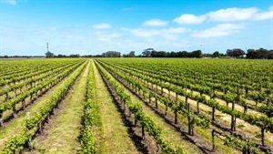 Four vineyards for sale as Langhorne Creek portfolio joins the sales market