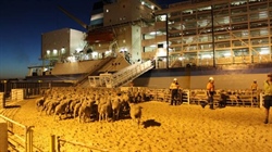 Details on sheep live export transition package still murky