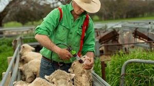 Smarter worming technology to be trialled on Australian sheep farms