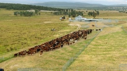 Productive Glen Innes breeding, backgrounding country asking $16.5 million