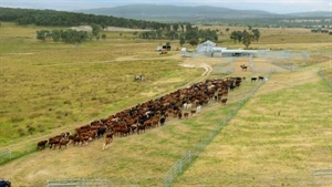 Productive Glen Innes breeding, backgrounding country asking $16.5 million