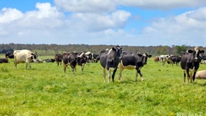 Double the dairy | Two Cobden district farms offer buyers a tough choice