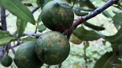 Spotlight on new disease threats to Australia's $280 macadamia crop