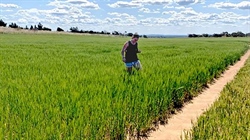 Lots of cropping country on offer at Kimba for $262 per acre