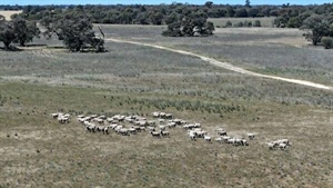 Another long-held farm offered for sale at Jarklin, north of Bendigo