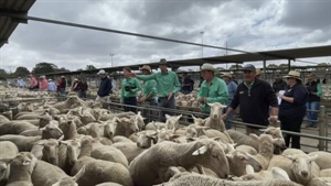 Springing towards Christmas; store lamb supply up across southern states