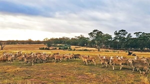 Green light for central Victorian solar farm despite land clearing fears